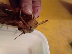 Pterygosquilla armata