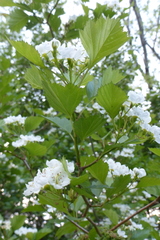 Crataegus chrysocarpa phoeniceoides