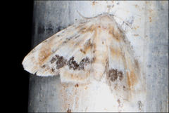 Holocryptis phasianura