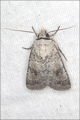 Proteuxoa amaurodes
