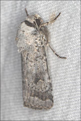 Proteuxoa amaurodes
