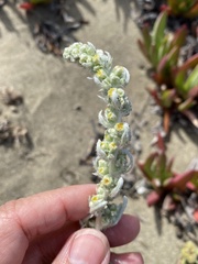 Artemisia pycnocephala