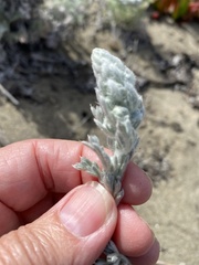 Artemisia pycnocephala