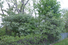 Crataegus chrysocarpa phoeniceoides