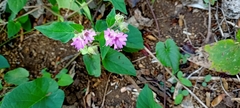 Mirabilis violacea