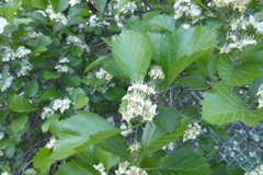 Crataegus chrysocarpa phoeniceoides