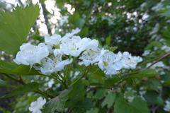 Crataegus chrysocarpa phoeniceoides