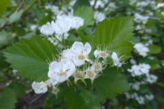 Crataegus chrysocarpa phoeniceoides