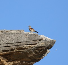 Emberiza capensis bradfieldi