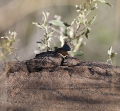 Agama anchietae