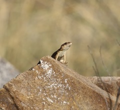 Karusasaurus jordani