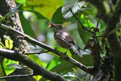 Clytorhynchus vitiensis