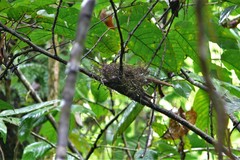 Clytorhynchus vitiensis