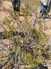 Peniocereus greggii greggii