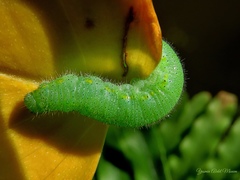 Pieris rapae