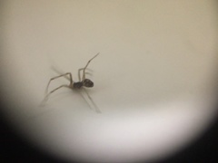 Araneoidea