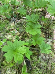 Hydrastis canadensis