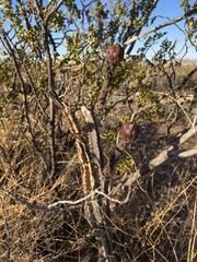 Peniocereus greggii greggii