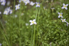 Houstonia caerulea