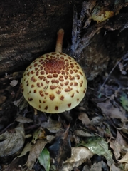 Pholiota glutinosa