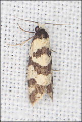 Lepidoscia characota