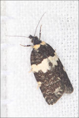 Dichelia cosmopis
