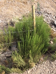Baccharis linearis