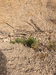 Baccharis linearis