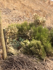 Baccharis linearis