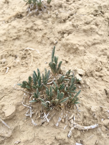 Galisteo sand verbena (Abronia bigelovii)