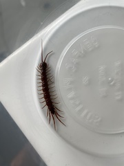 Lithobius peregrinus