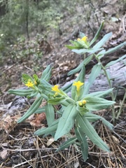 Lithospermum californicum