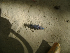 Plochionocerus