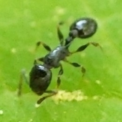 Temnothorax longispinosus