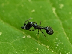 Temnothorax longispinosus