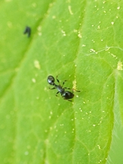 Temnothorax longispinosus
