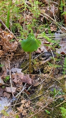 Trillium cernuum