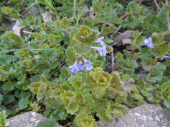 Glechoma hederacea