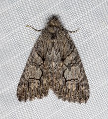 Crioa acronyctoides