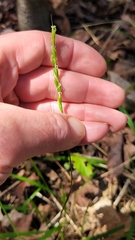 Oryzopsis asperifolia