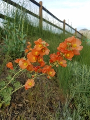Sphaeralcea munroana