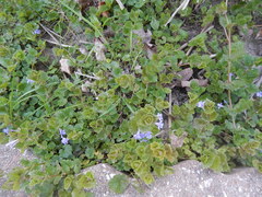 Glechoma hederacea