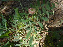 Trifolium ciliolatum