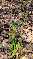 Oryzopsis asperifolia