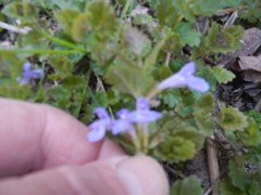 Glechoma hederacea
