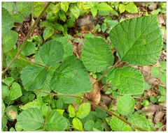 Pseudarthria viscida