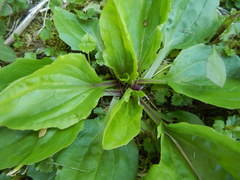 Plantago