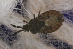 Aradus robustus