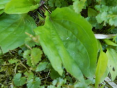 Plantago