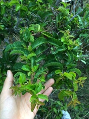 Schinus latifolia
